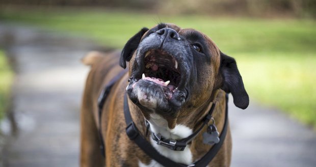 Krvavý útok: Šest boxerů napadlo plynaře! Pokousali ho do krve a zle zranili