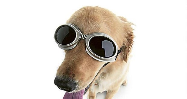 Módní trhák pro psy: Ochranné brýle