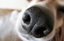 Psi mají 100 000× silnější čich než lidé