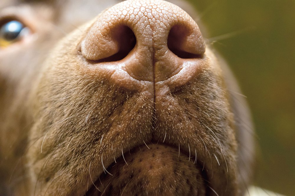 Psi mají 100 000× silnější čich než lidé