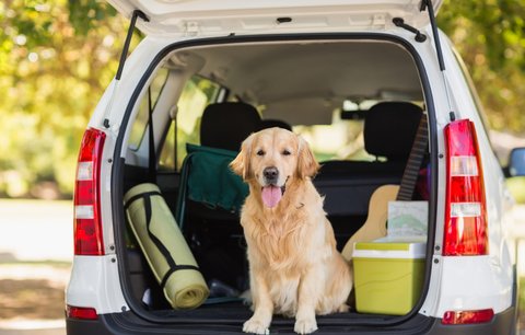 Cestování se psem. Co vše je potřeba zařídit a zabalit?