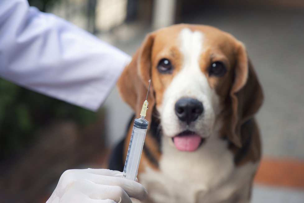Před odjezdem raději navštivte veterináře a zkontrolujte, zda máte všechna platná očkování