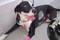 Strážník na Štědrý den postřelil psa, který při kontrole squatu v Košířích zuřivě štěkal