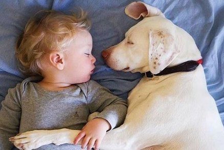 Dojemný příběh: Týraný pes se bojí všech kromě malého chlapce