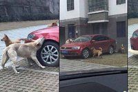 Řidič nakopl psa do zadku: Naštvaný hafan se vrátil s bandou kamarádů a rozkousali mu auto!