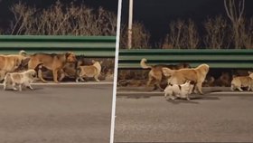 Smečka psů utekla řezníkovi ze sekáčku