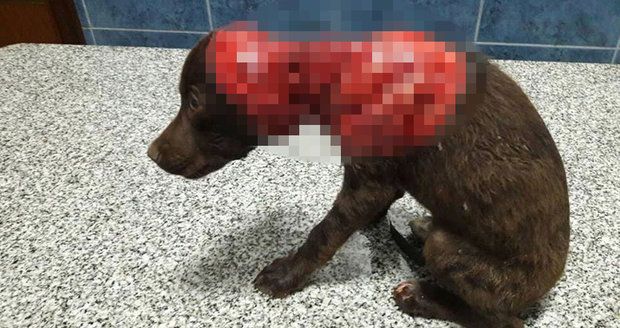 Od 18 let: Psa stáhli zaživa z kůže, zmučené zvíře pak krvácelo v ulicích