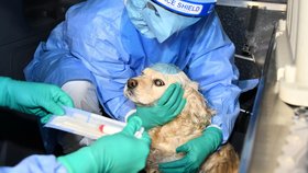 Testování psa na covid v Jižní Koreji (10.2.2021)