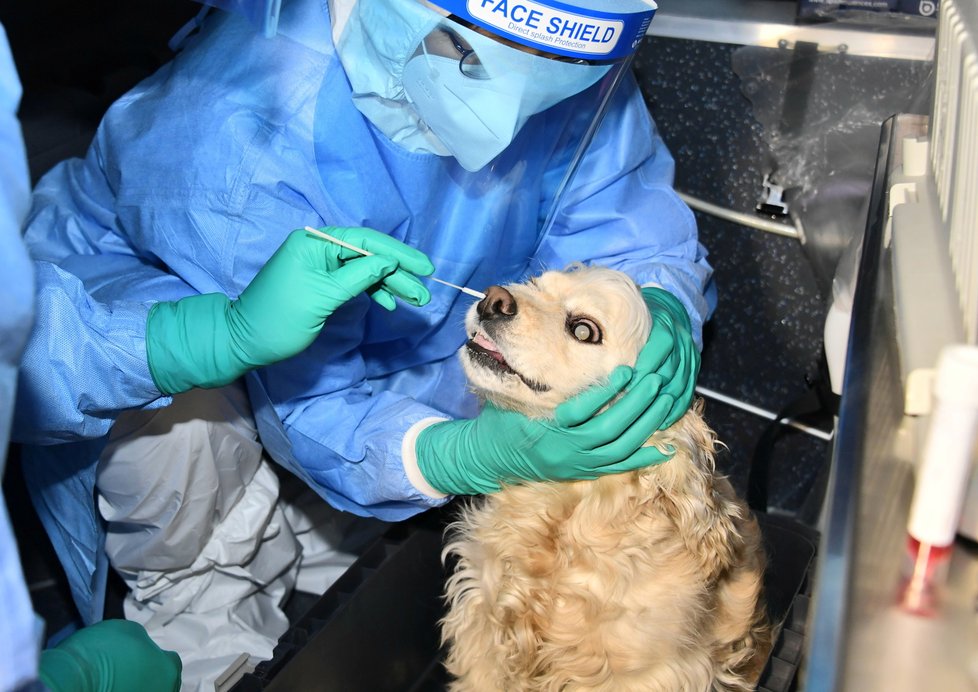 Testování psa na covid v Jižní Koreji (10.2.2021)