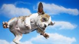 Zdravotnická reforma: Sanitky se bojí letících psů!