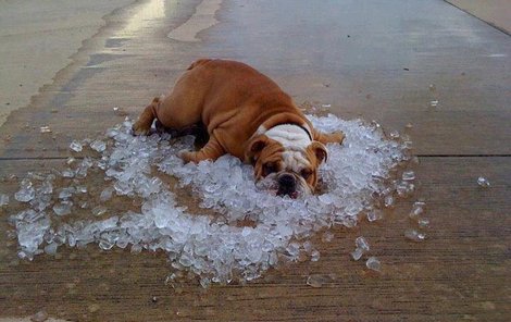 Pes - Pod kůží má kolem 38 °C. Nepotí se, a tak vyplázne jazyk a zrychleně dýchá. S chutí si také lehne na chladnou podložku. Od břicha se nejlépe ochladí.