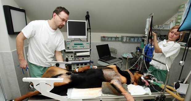 Operace psa může přijít i na několik tisíc korun