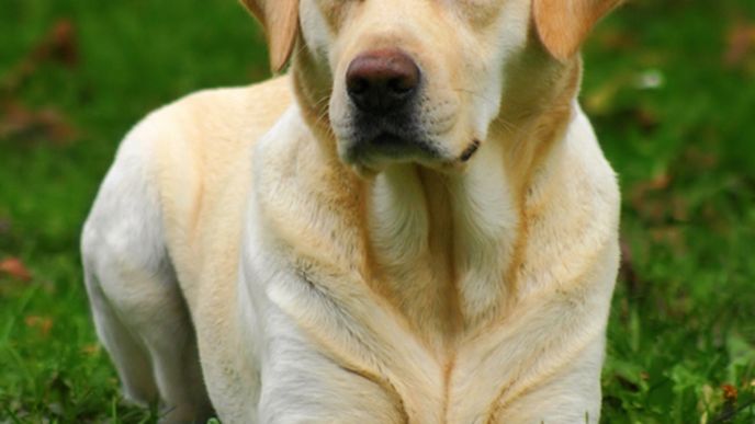 Labradorský retriever