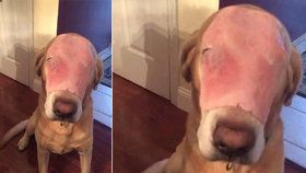 Stephen Roseman napálil Facebook! Svému psovi dal přes čumák plátek šunky a pak napsal, že byl ošklivě popálen při záchraně své rodiny z hořícího domu.