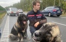 Odvážná řidička: Na dálnici chytala uprchlé psy