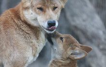 Chlouba plzeňské zoo: Psi dingo hýčkají jedináčka! 