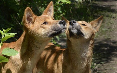 Australský pes dingo se přistěhoval do zoo v Plzni.