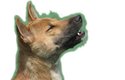 Neobvyklé melodické vytí slouží psům ke vzájemné komunikaci
