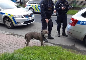 Pes pokousal holcicku (2) v detskem koutku restaurace v Ostravě.