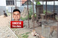 Komentář: Neutrácejte po tragédii psy. Zavřete radši lidi