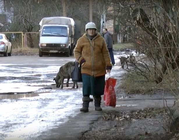 Toulaví psi na Ukrajině.