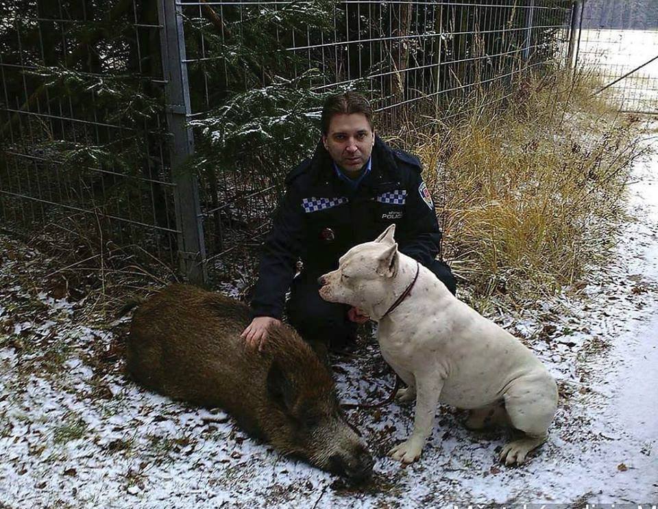 Takhle to vypadalo, když strážník Gustav Tomášek vypustil psa z auta. Divočák se přitulil a spokojeně si lehl. Pak všichni čekali na majitele.