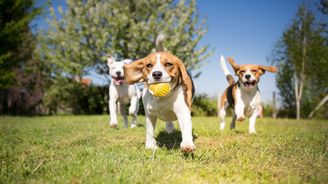 Zdravá výživa pro psy: Jaké granule udrží vaše mazlíčky fit? 