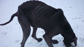 Takhle Arny vypadal před týdnem, kdy do útulku přišel. Byl jen kost a kůže