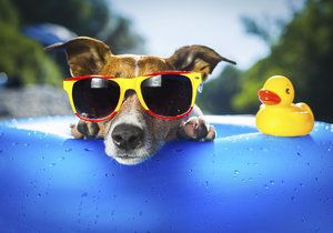 Dopřejte v horkých letních dnech osvěžení i svému psovi.