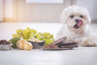Běžné potraviny, které mohou vašeho psa i zabít! Víte, co nesmí?