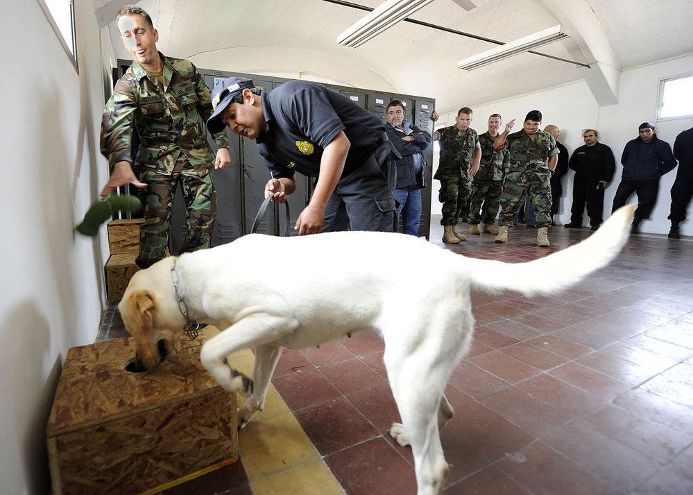 Psi podstupují výcvik na detekci drog, peněz a výbušnin i v Americké armádě