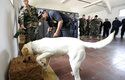 Psi podstupují výcvik na detekci drog, peněz a výbušnin i v Americké armádě