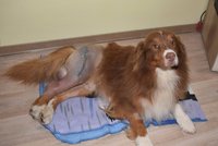 Psa ukradli z chovné stanice: Rozlámali mu kosti, ležel jako hadrová panenka