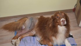 Psa ukradli z chovné stanice: Rozlámali mu kosti, ležel jako hadrová panenka