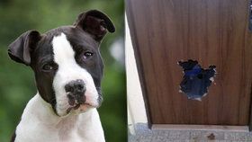 Pes z Opavy už nechtěl být doma sám, tak se prokousal dveřmi.