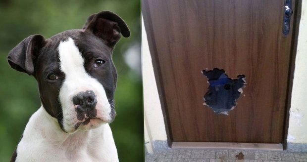 Pes z Opavy už nechtěl být doma sám, tak se prokousal dveřmi