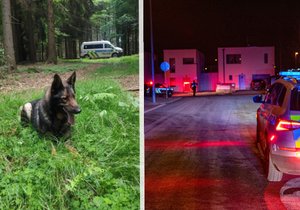 Vlevo: Policejní pes Felix, který řidiče vypátral, vpravo: ilustrační foto