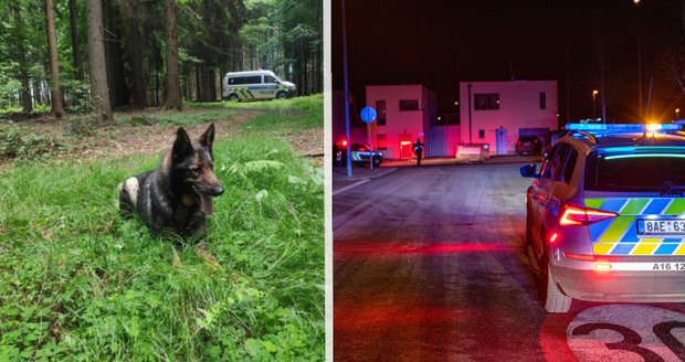 Vlevo: Policejní pes Felix, který řidiče vypátral, vpravo: ilustrační foto