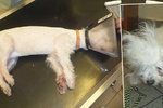 V útulku pražské městské policie zachránili zuboženou fenku maltézského psíka.