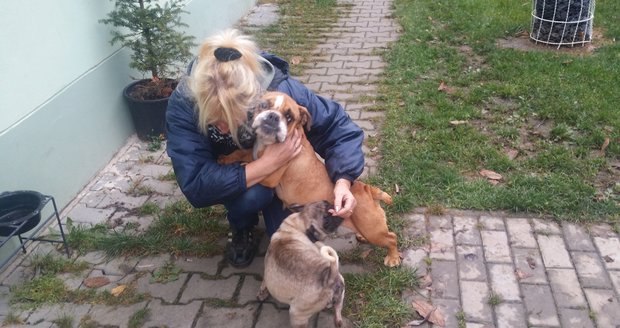 Zbídačené psy našli u silnice na Klatovsku. Aranka možná rodila i třikrát ročně