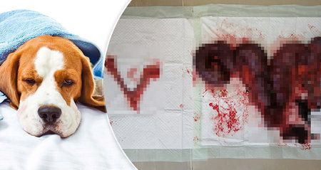 Kastrujte fenky, radí veterinář: Zánět dělohy může zvíře zabít!