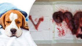 Kastrujte fenky, radí veterinář: Zánět dělohy může zvíře zabít!