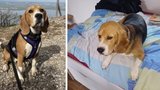 100 tisíc za Molly! U Bzence se zaběhla fenka, zoufalá majitelka nabízí tučnou odměnu