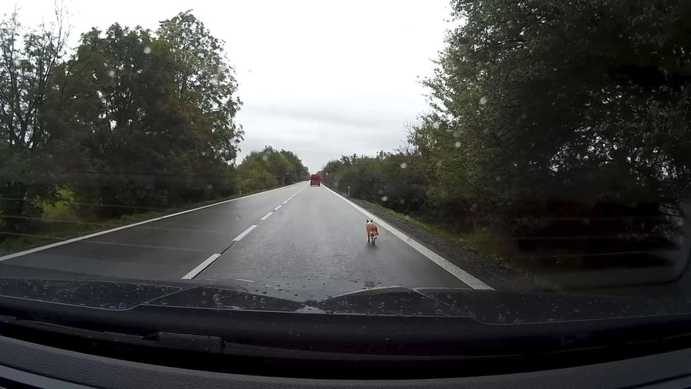 Pan Tomáš natočil záchranu hluché fenky, která se zaběhla na rušnou silnici u Jičína.