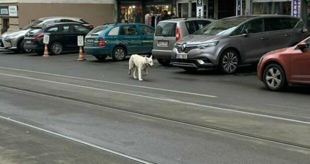 Vyděšená, ale naživu! Bílá fenka putovala dva dny Prahou, v pátek v noci ji konečně chytli