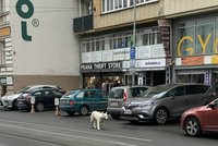 Vyděšená, ale naživu! Bílá fenka putovala dva dny Prahou, v pátek v noci ji konečně chytli