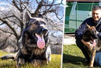 Bree se stala historicky první policejní fenkou ve službách věznice: Následovat ji budou další psi