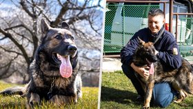 Policejní čubička Bree slouží ve věznici.