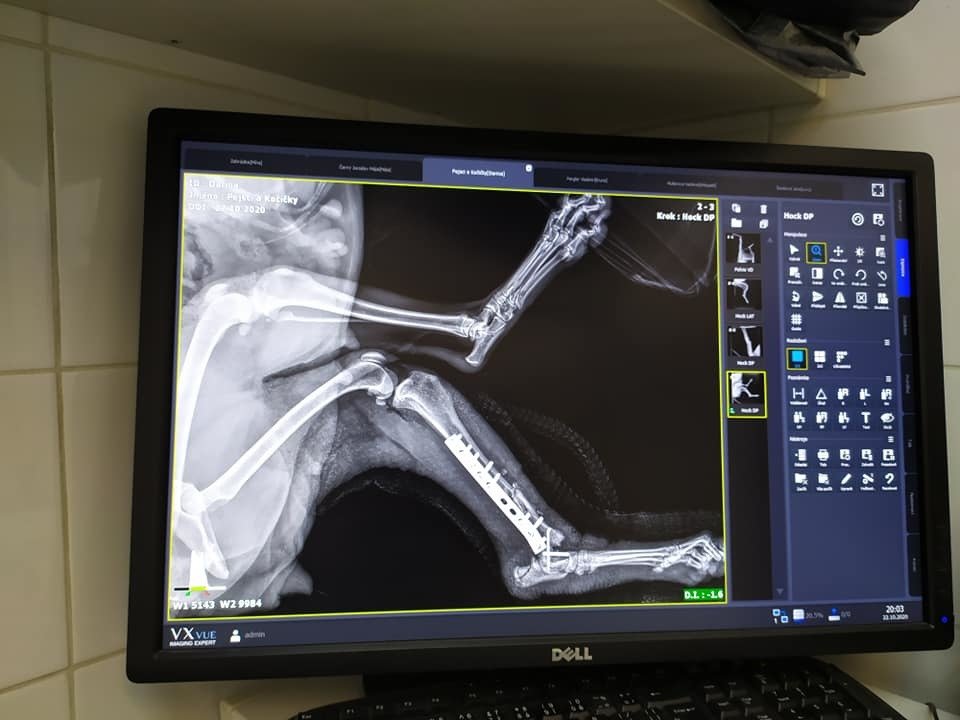 Vážně zraněná fenka podstoupila náročnou operaci. Čeká ji ještě jedna.