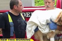 Vodicí pes Figo zachránil svou paničku: Vrhl se pod kola minibusu, který se na ni řítil